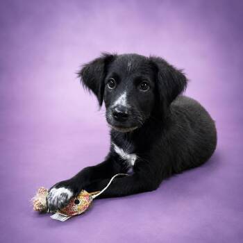 Trevor -  Border Collie Dog for Adoption in Heber Springs, Arkansas - Trevor | PetCurious