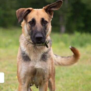 Mixed Breed Dogs Available for Adoption in Edwardsville, Illinois - Peachy | PetCurious