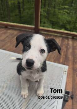 Tom -  Border Collie Dog for Adoption in Seymour, Indiana - Tom | PetCurious