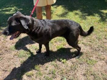 Black Labrador Retriever and Shepherd Dogs Available for Adoption in San Tan Valley, Arizona - Zeus | PetCurious