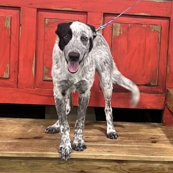 FWT Noodle -  Australian Cattle Dog Blue Heeler and Mixed Breed Dog for Adoption in Midland, Texas - FWT Noodle | PetCurious