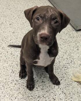 Fluff -  Mixed Breed Dog for Adoption in Atlanta, Georgia - Fluff | PetCurious