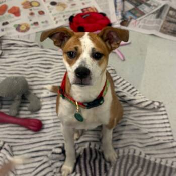 Rescue Mixed Breed Dogs for Adoption in Greensboro, Georgia - Faith | PetCurious