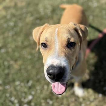 Rescue Mixed Breed Dogs for Adoption in Dallas, Texas - Duke | PetCurious