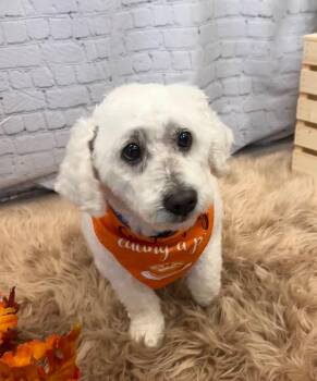 Bichon Frise Dogs Available for Adoption in Tustin, California - Luna Urgent Urgent Urgent Foster Needed Immediately  | PetCurious