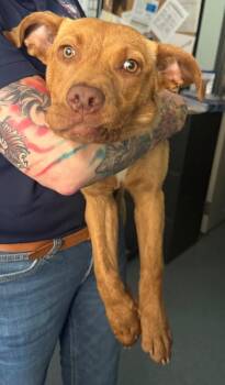 Ariana -  Pit Bull Terrier Dog Available for Adoption in Sapulpa, Oklahoma - Ariana | PetCurious