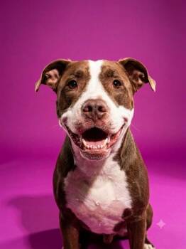 BROOKE BOO -  Mixed Breed Dog for Adoption in Jacksonville, Florida - BROOKE BOO | PetCurious