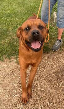 Jocko -  Boxer and Rottweiler Dog for Adoption in Lisbon, Ohio - Jocko | PetCurious