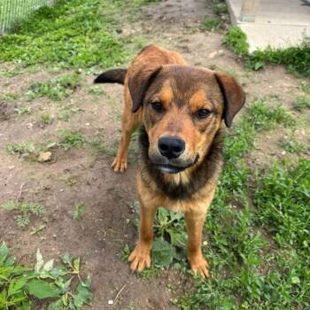 Rescue Shepherd Dogs for Adoption in Saint George, Vermont - Palmer | PetCurious