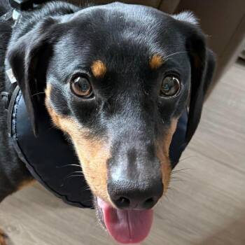 Rex (20260606-01) -  Miniature Pinscher Dog for Adoption in Niagara Falls, Ontario - Rex (20260606-01) | PetCurious