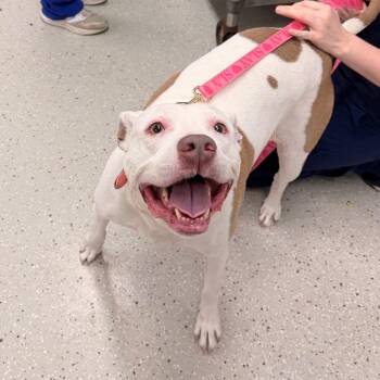 Zola -  Pit Bull Terrier Dog for Adoption in Indianapolis, Indiana - Zola | PetCurious