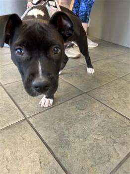 Terrier Dogs Available for Adoption in San Antonio, Texas - NOLA | PetCurious