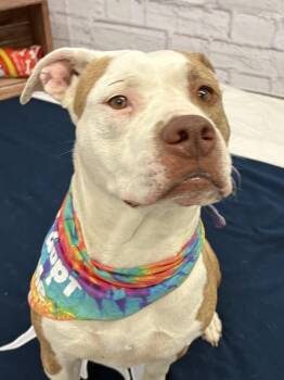 Mixed Breed Dogs Available for Adoption in Detroit, Michigan - Coco | PetCurious