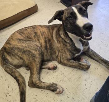 Bandit -  Australian Shepherd Dog for Adoption in Humble, Texas - Bandit | PetCurious