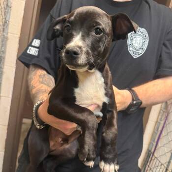 Carter -  Pit Bull Terrier Dog for Adoption in Fairmont, West Virginia - Carter | PetCurious