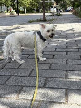 Keks -  Mixed Breed Dog for Adoption in Montreal, Quebec - Keks | PetCurious