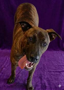 Mixed Breed Dogs Available for Adoption - SKYLAR | PetCurious