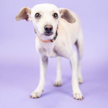 Scrunchie -  Chihuahua Dog for Adoption in Portland, Oregon - Scrunchie | PetCurious