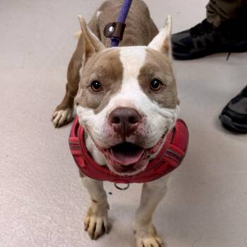 Maci -  Pit Bull Terrier Dog for Adoption in Newark, New Jersey - Maci | PetCurious