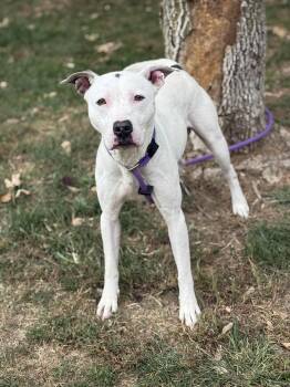 Rescue Pit Bull Terrier and Mixed Breed Dogs for Adoption in Springfield, Illinois - Kingsley | PetCurious