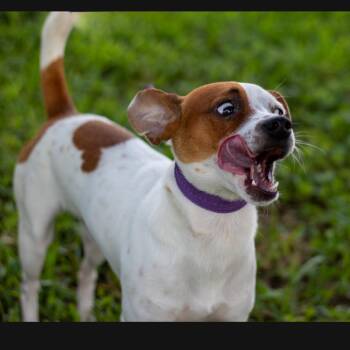 Wishbone -  Terrier Dog for Adoption in Lake Jackson, Texas - Wishbone | PetCurious