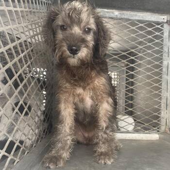 Schnauzer Dogs Available for Adoption - Greta | PetCurious