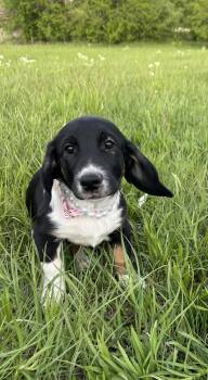 Basset Hound and English Bulldog Dogs Available for Adoption in Auburn, Kansas - Baby | PetCurious