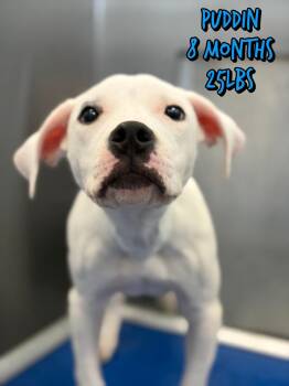 Terrier Dogs Available for Adoption in Holbrook, New York - PUDDIN | PetCurious