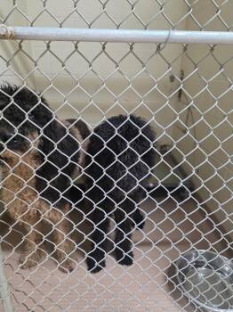 Crow -  Poodle Dog for Adoption in Nacogdoches, Texas - Crow | PetCurious