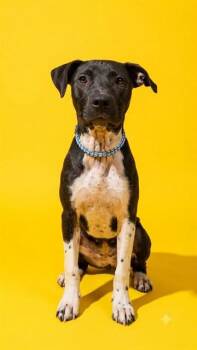 BOUJEE -  Mixed Breed Dog for Adoption in Jacksonville, Florida - BOUJEE | PetCurious