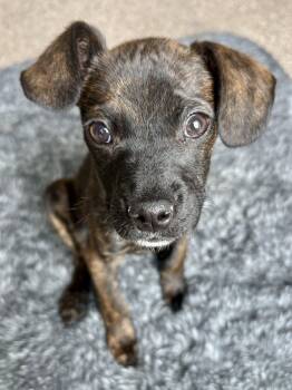 Pit Bull Terrier Dogs Available for Adoption in Salt Lake City, Utah - Bombles | PetCurious
