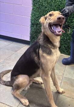 61780059 -  German Shepherd Dog and Mixed Breed Dog for Adoption in El Paso, Texas - 61780059 | PetCurious