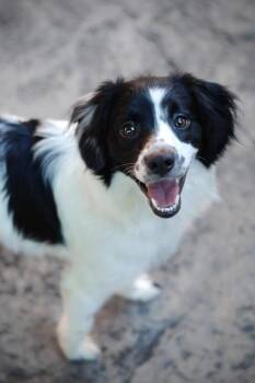 Cavalier King Charles Spaniel Dogs Available for Adoption in Oakland, California - Abby | PetCurious