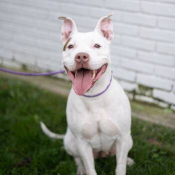 Rescue Pit Bull Terrier Dogs for Adoption in Newark, New Jersey - Cali | PetCurious