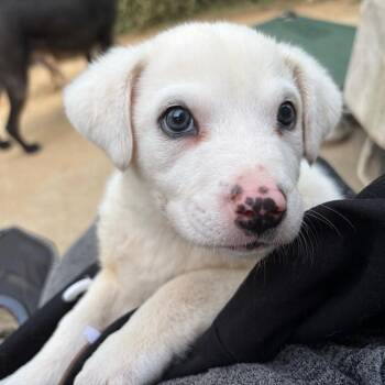 Mixed Breed Dogs Available for Adoption in Raleigh, North Carolina - Gruyere | PetCurious