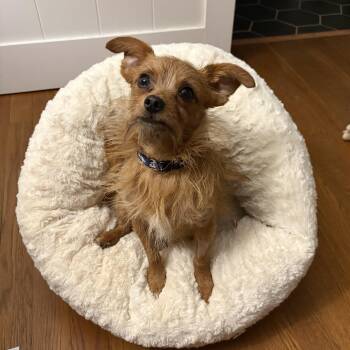 Felix -  Terrier Dog for Adoption in Greensboro, North Carolina - Felix | PetCurious