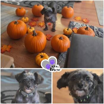 Hammie -  Yorkshire Terrier and Poodle Dog for Adoption in Kenai, Alaska - Hammie | PetCurious
