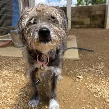 Mixed Breed Dogs Available for Adoption in Bentonville, Arkansas - Adeline | PetCurious