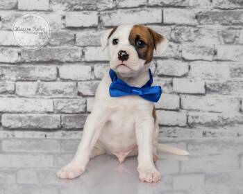 Marley -  Boxer and Labrador Retriever Dog for Adoption in Tuscaloosa, Alabama - Marley | PetCurious