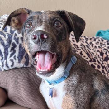 LAMBERT JACKSON -  Australian Shepherd and Catahoula Leopard Dog Dog for Adoption in Lawton, Oklahoma - LAMBERT JACKSON | PetCurious