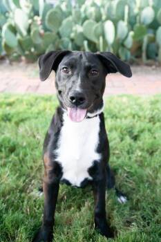 Amora -  Black Labrador Retriever Dog for Adoption in Franklin, Tennessee - Amora | PetCurious