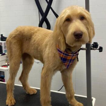 Honeybun -  Yellow Labrador Retriever and Standard Poodle Dog for Adoption in Lakewood Ranch, Florida - Honeybun | PetCurious