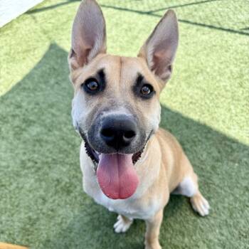 Rescue Shepherd and Mixed Breed Dogs for Adoption in Long Beach, California - Bingo | PetCurious