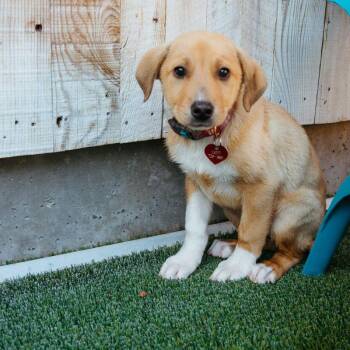 Labrador Retriever Dogs Available for Adoption - George | PetCurious
