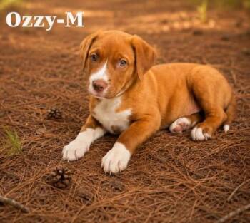 Labrador Retriever and Mixed Breed Dogs Available for Adoption in Albertville, Alabama - Ozzy | PetCurious