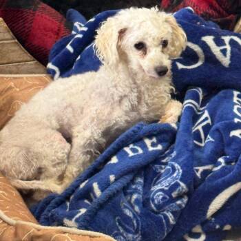 London -  Bichon Frise Dog for Adoption in Normal, Illinois - London | PetCurious