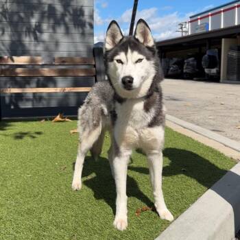 Siberian Husky Dogs Available for Adoption - Gigi A2255998 | PetCurious