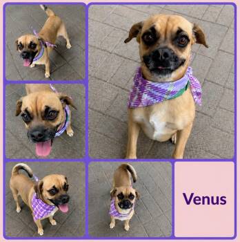 Pug Dogs Available for Adoption in Lucas, Texas - Venus  | PetCurious
