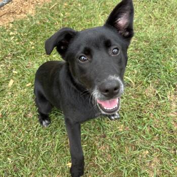 Lilli -  Australian Shepherd and Border Collie Dog for Adoption in Milner, Georgia - Lilli | PetCurious