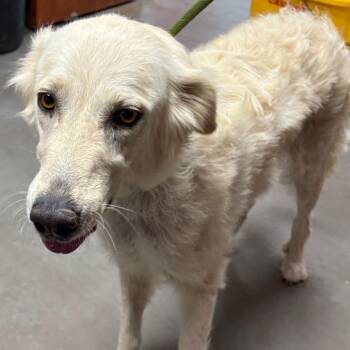 Golden Retriever Dogs Available for Adoption - Sunshine | PetCurious